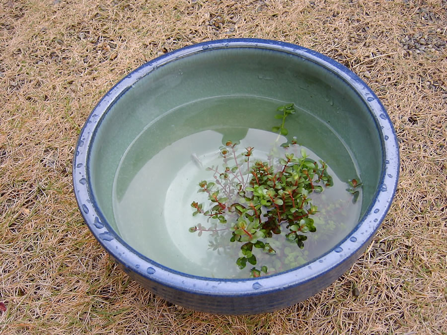 メダカの水交換