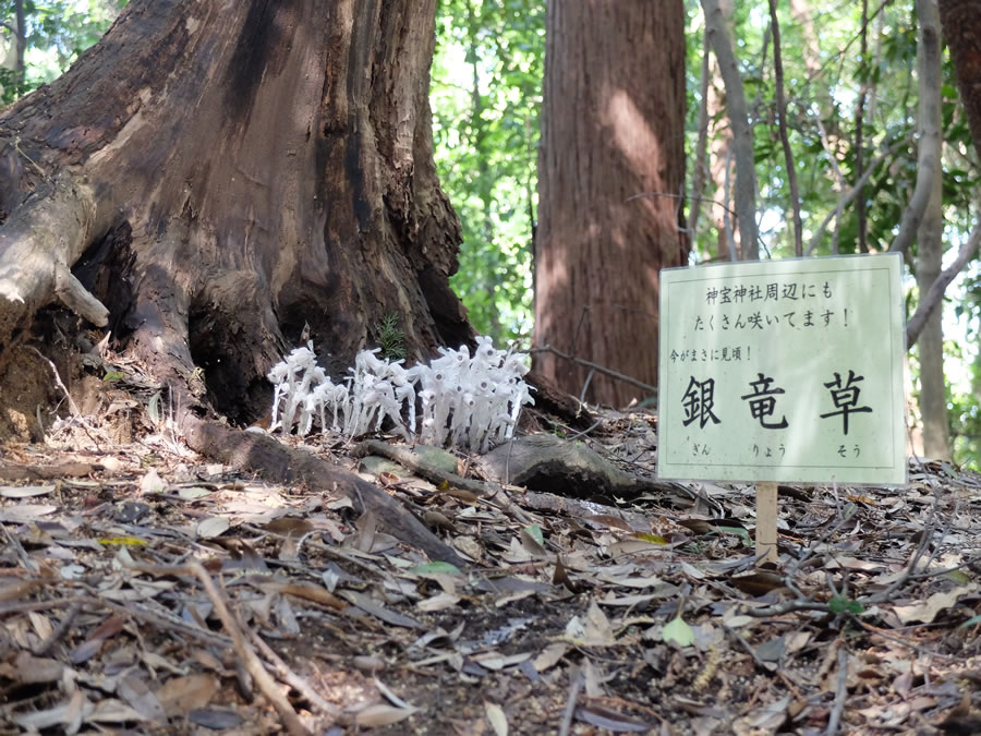 大神神社朔日参り