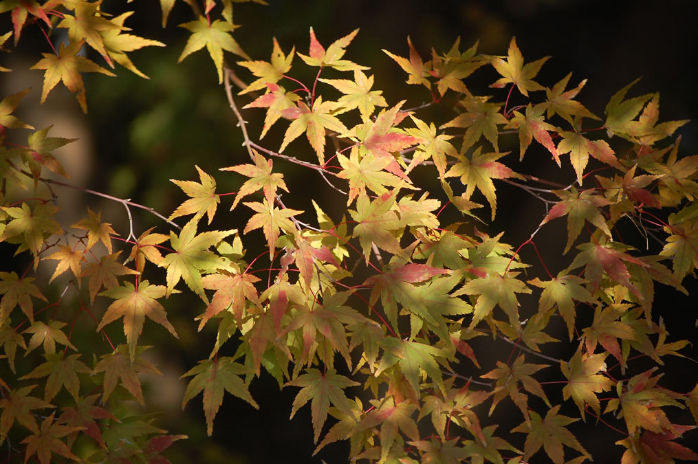 紅葉