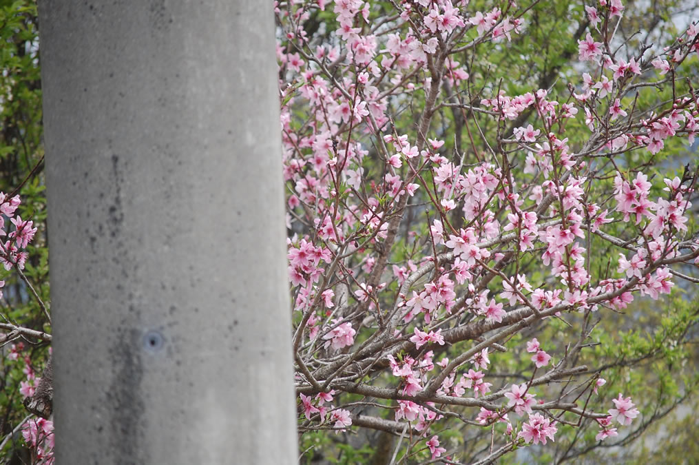 桃の花