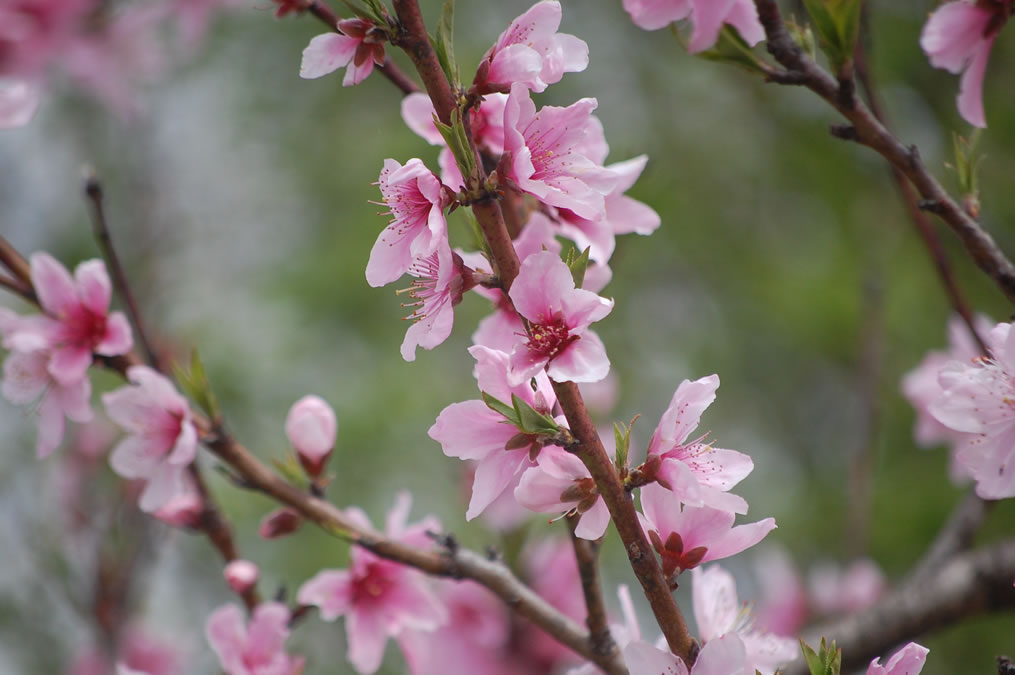 桃の花