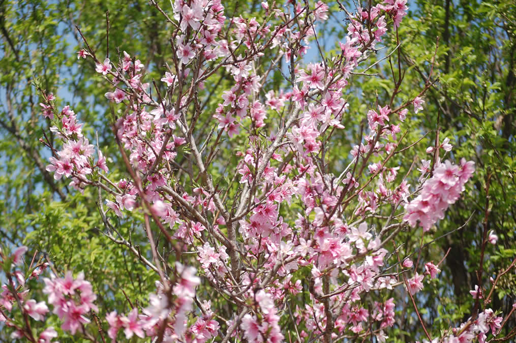 桃の花