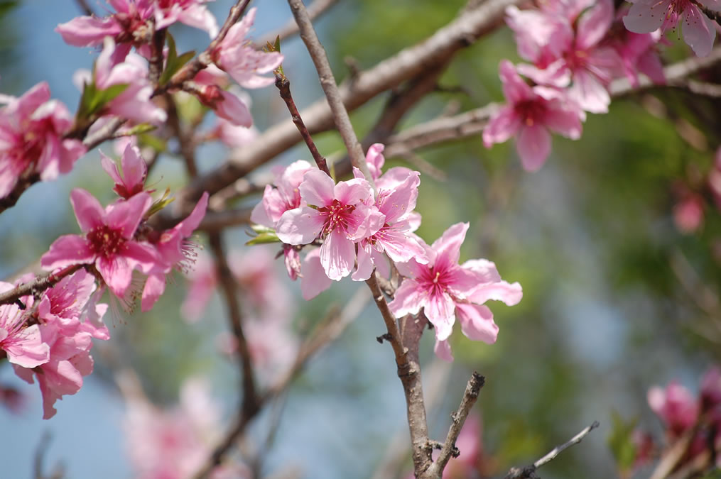 桃の花