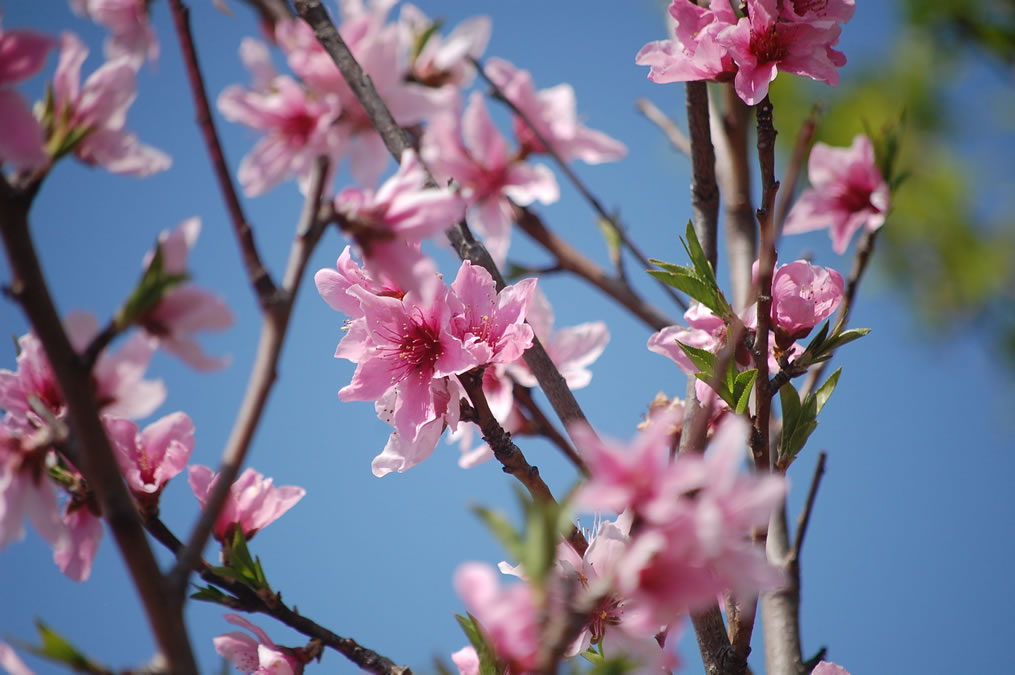 桃の花