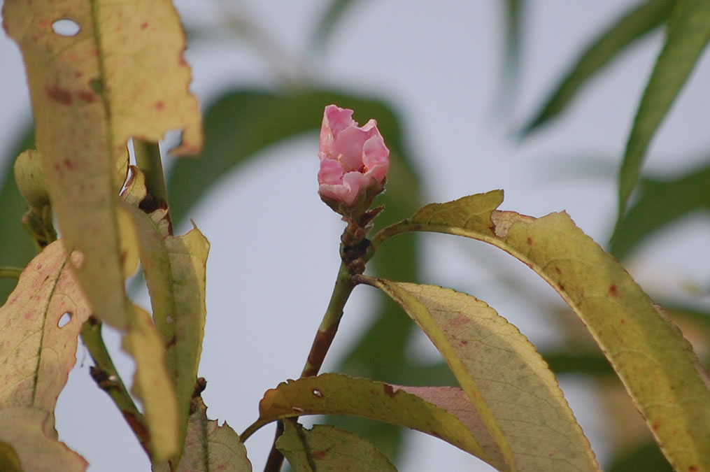 桃の花一輪