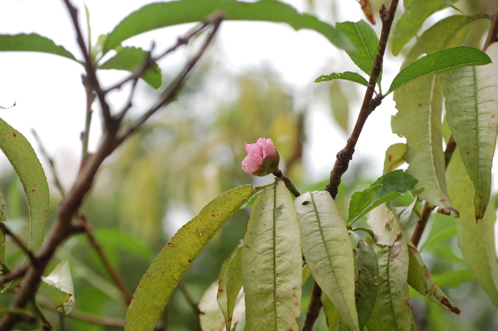 桃の花