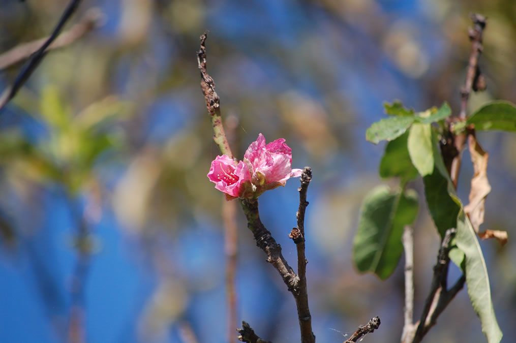 桃の花