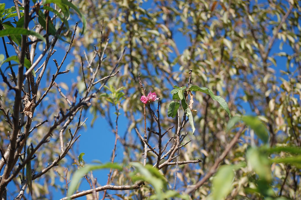 桃の花