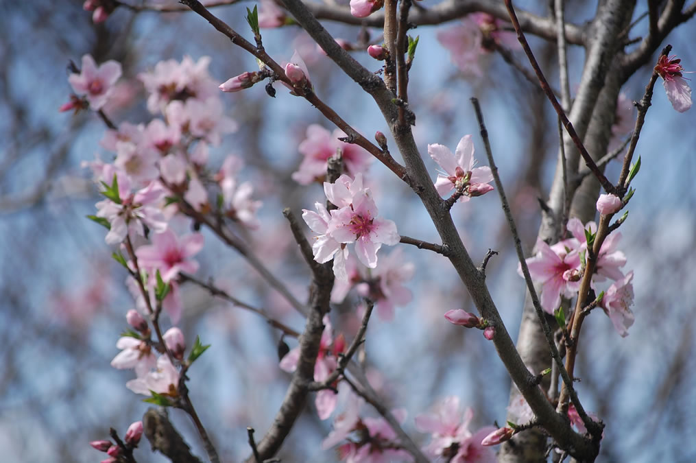 桃の花