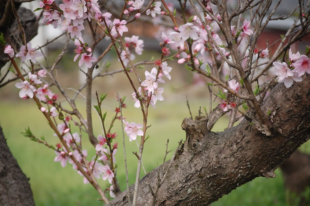 桃の花¨