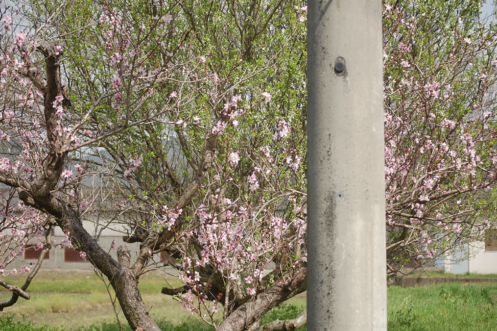 桃の花とスモモの若葉¨