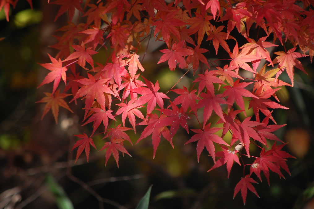 紅葉