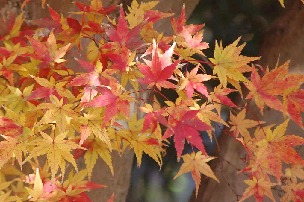 紅葉