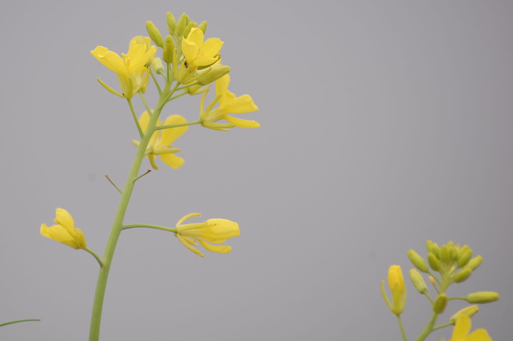 菜の花