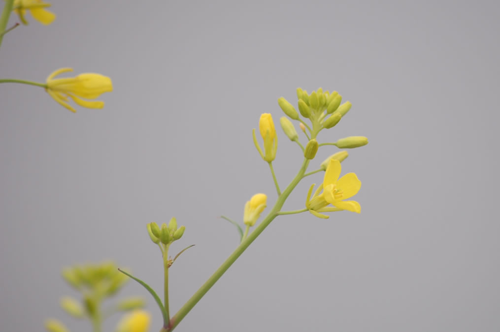 菜の花