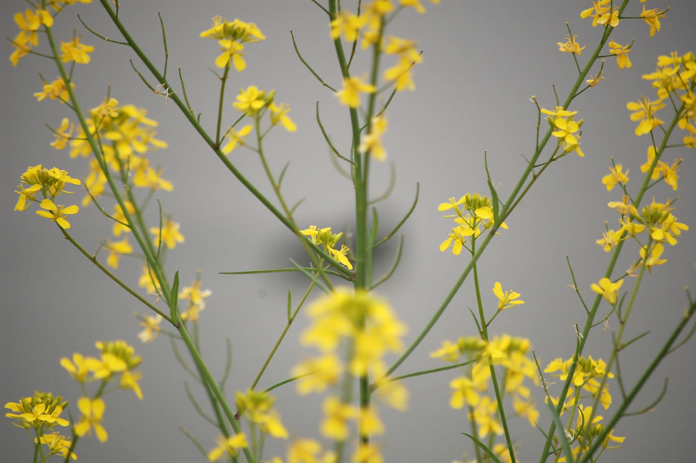 オオバンと菜の花