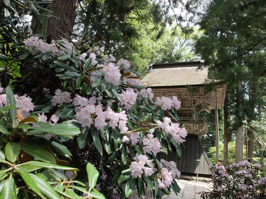 成相寺のシャクナゲ