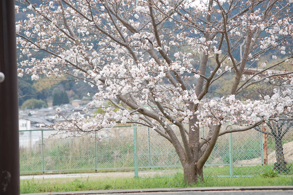 桜