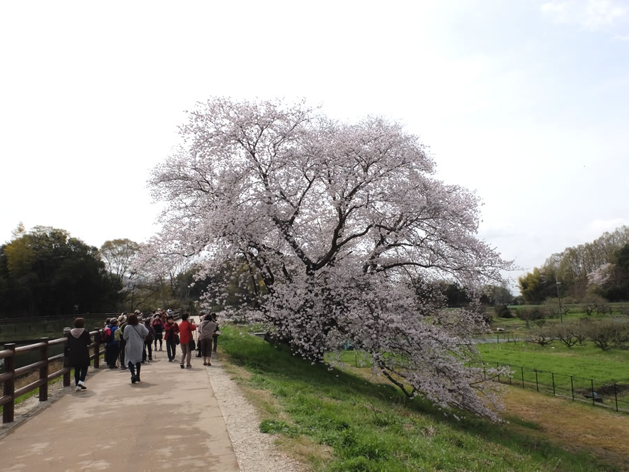 幾坂池の一本桜