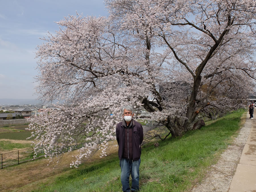 幾坂池の一本桜