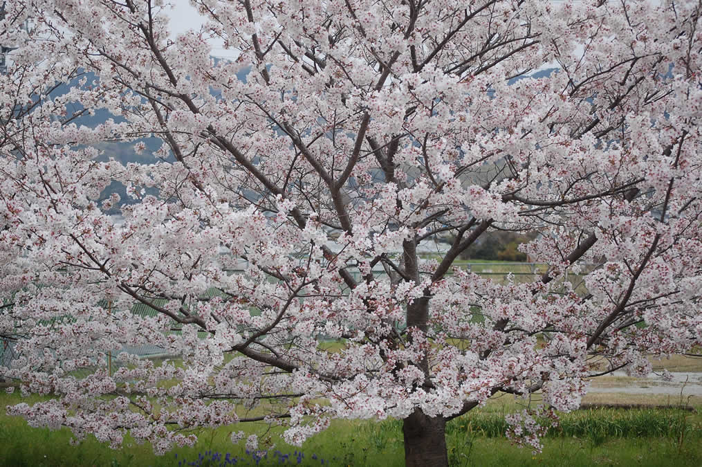 桜