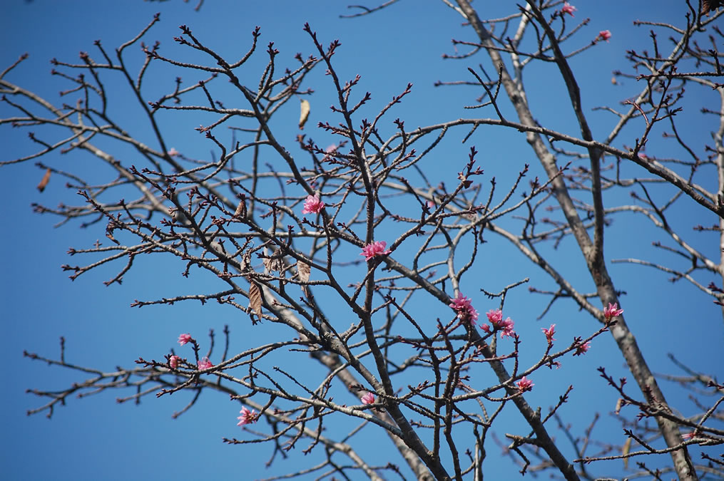 馬見丘陵公園で桜の花