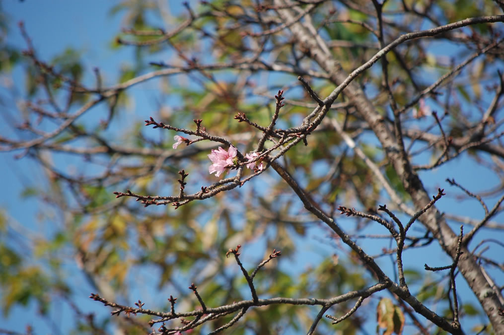 桜の花