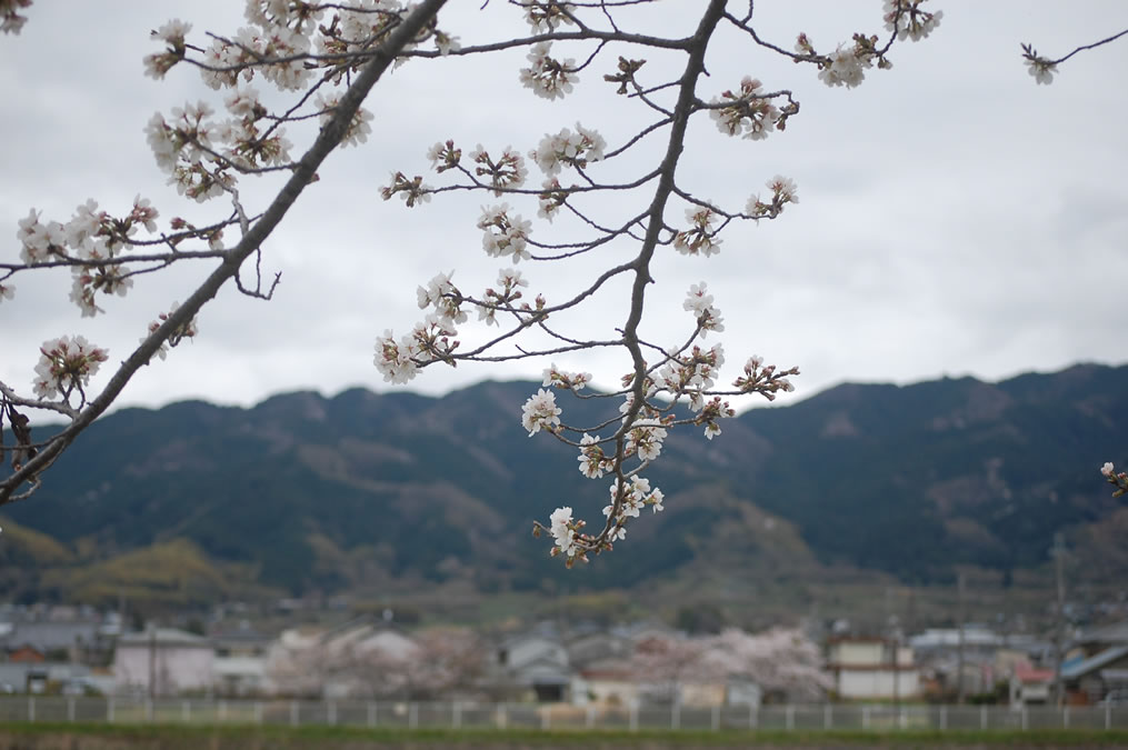 桜