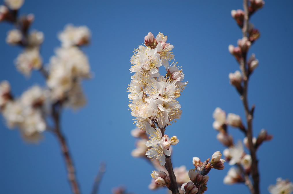 サクランボの花