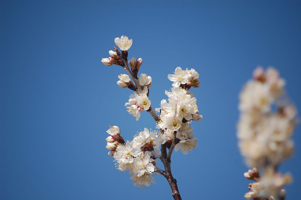 サクランボの花