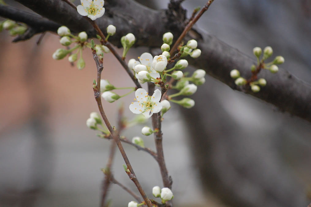 李の花