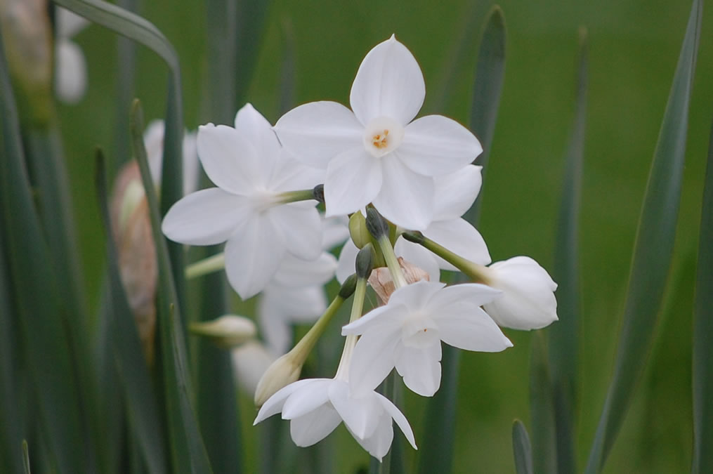 水仙の花