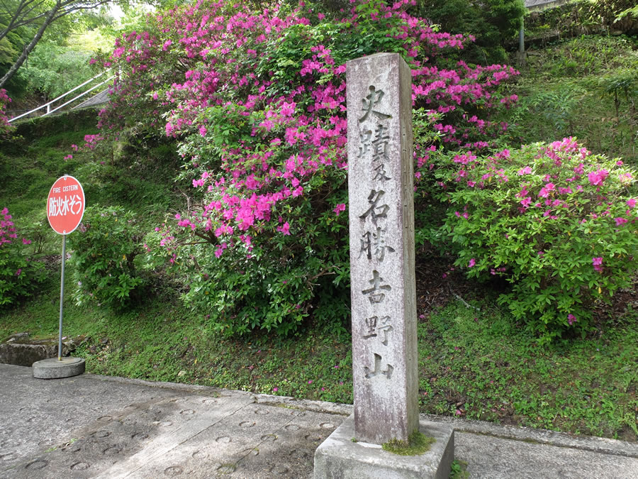 吉野山のシャクナゲ