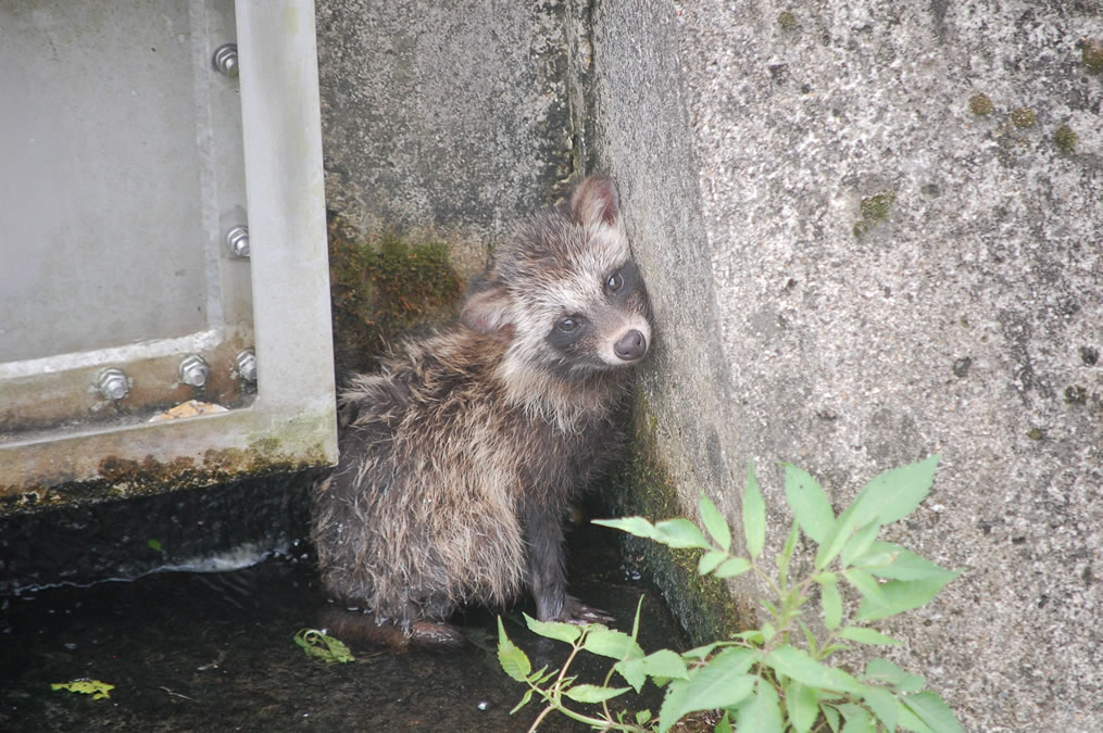 タヌキの子ども