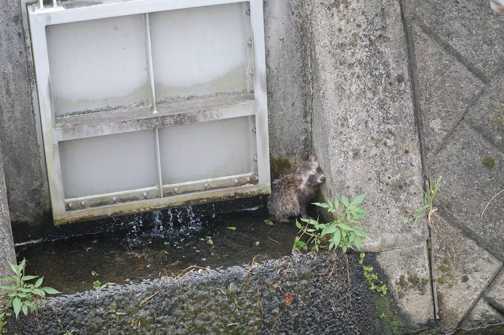 タヌキの子ども