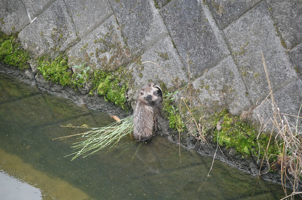 2匹目のタヌキの子ども