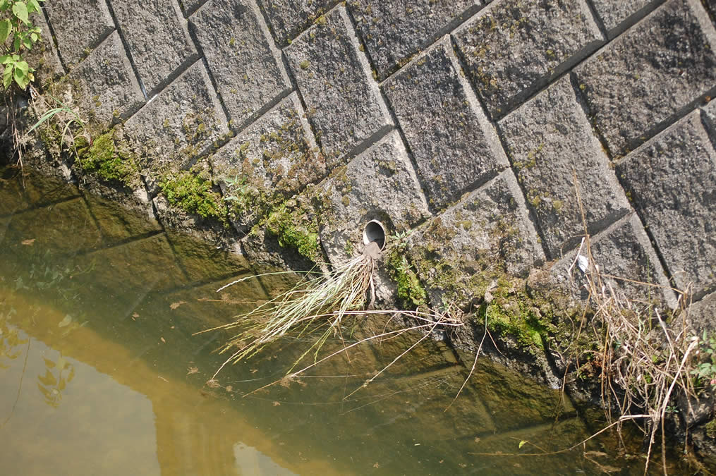 タヌキの子どもは無事逃げた