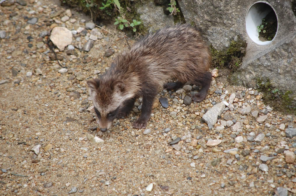 タヌキの子ども