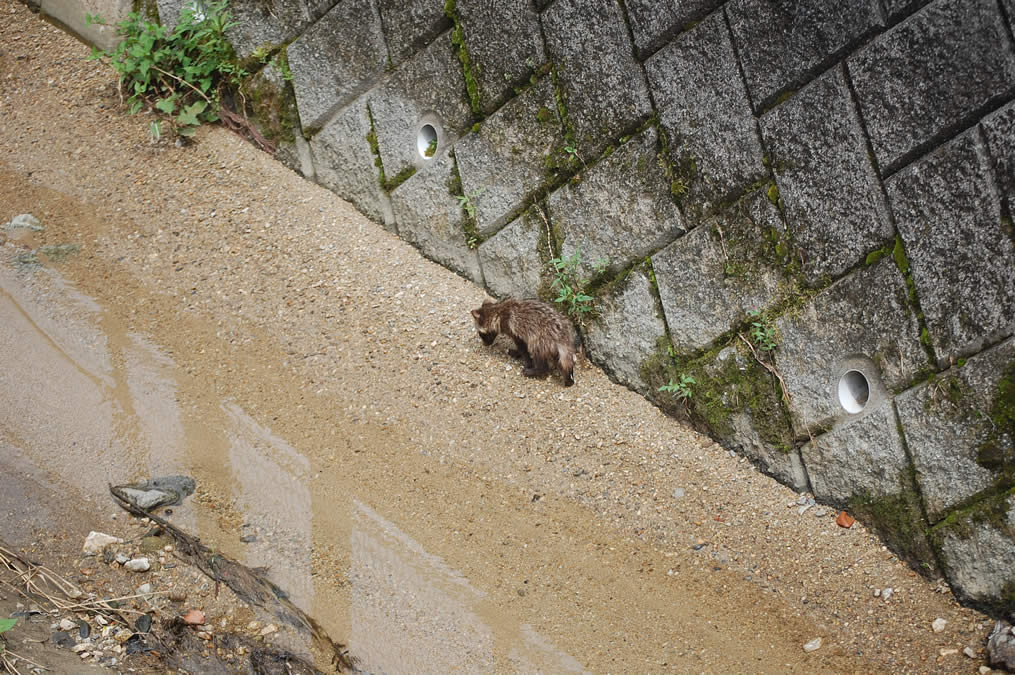 タヌキの子ども