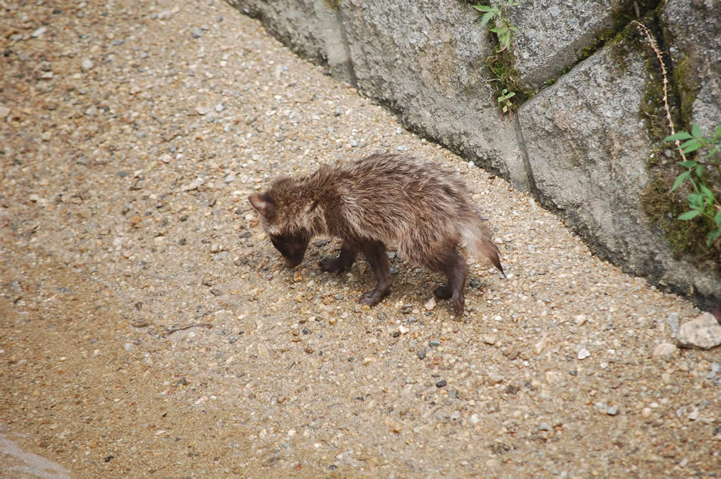 タヌキの子ども