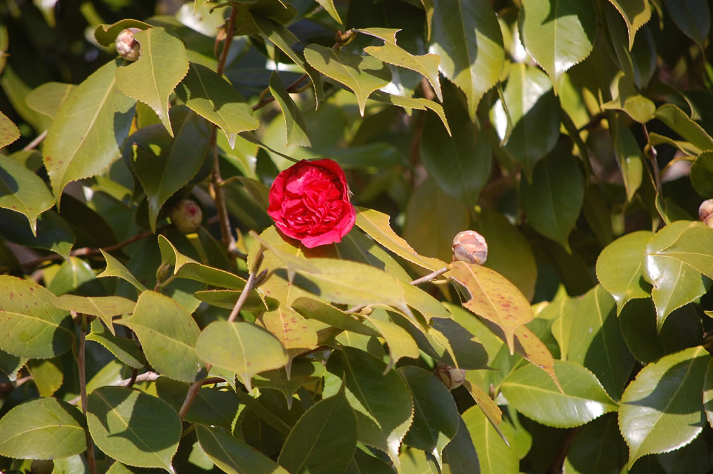 椿の花一輪