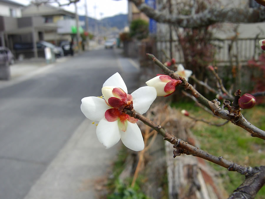 梅の花