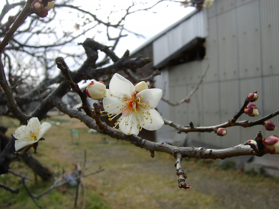 梅の花