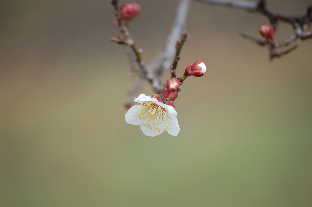 梅の花