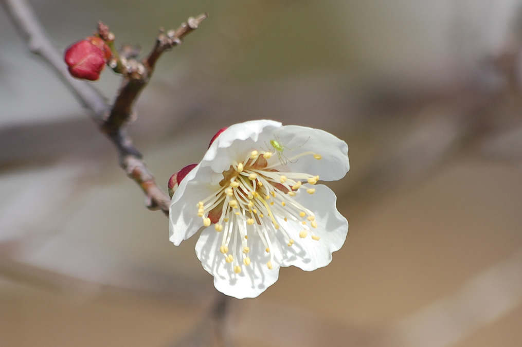 梅の花