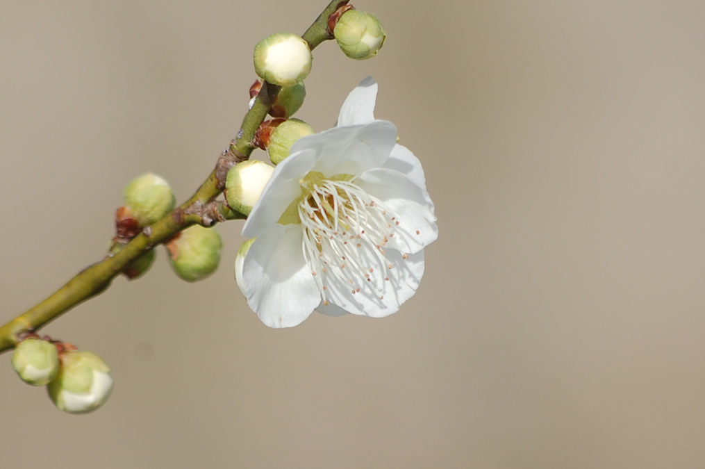 梅の花