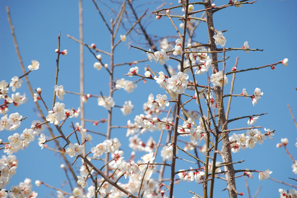 梅の花