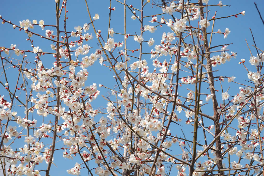 梅の花