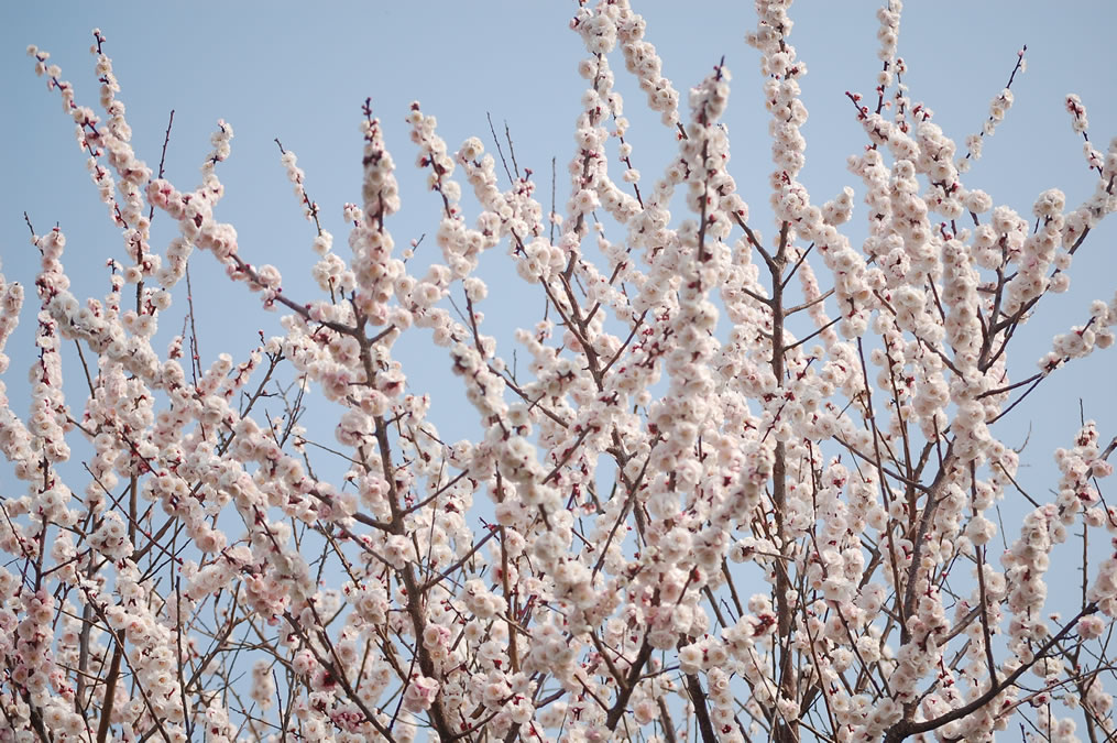 梅の花