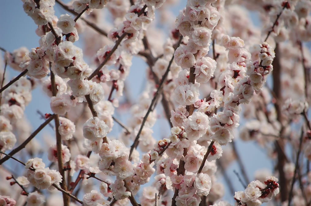 梅の花